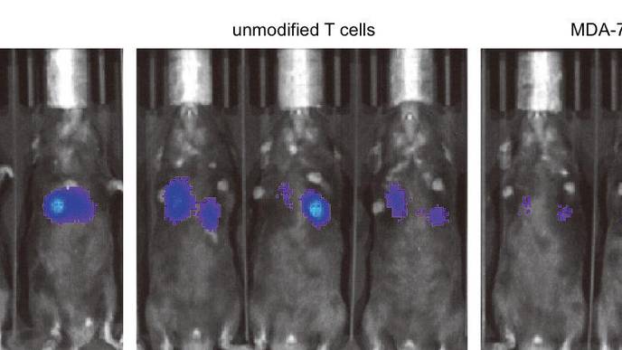 Engineering T Cells to Attack Cancer Broadly