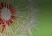 Hot Topics in Allergy