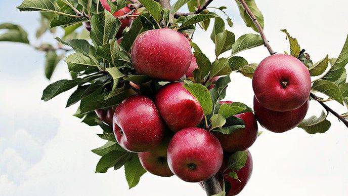 Low Flavonoid Intake Associated with Alzheimer’s Risk