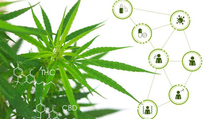 Study: Cannabis Administration Associated with Opioid-Sparing Effects in Cancer Pain Patients