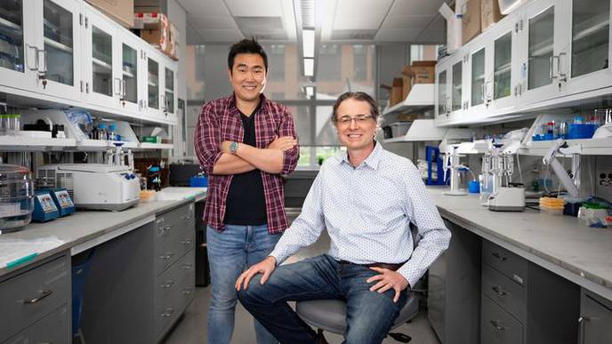 University of Kentucky Researchers Discover Fundamental Roles of Glucosamine in Brain