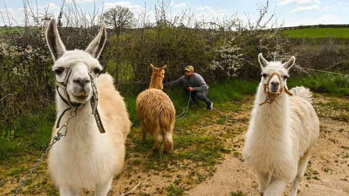 Antibodies from Llamas Could Lead to COVID-19 Treatment