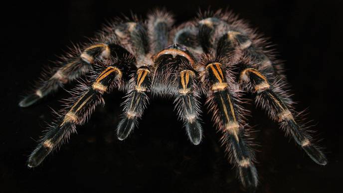 Could Tarantulas Hold the Secret to Relieving Chronic Pain? Researchers Think So