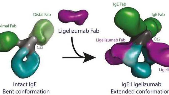 Research Team Describes Overall Structure of the Antibody Type IgE