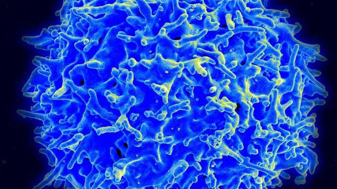 T Cells Recognize Recent SARS-CoV-2 Variants