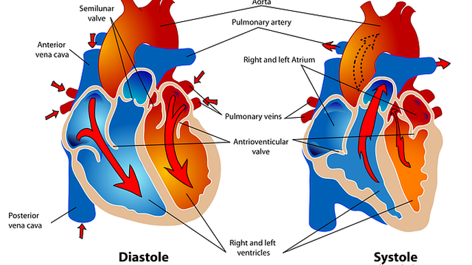 Intense Exercise Can Trigger Heart Trouble In the Unprepared