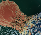 ReachMD Healthcare Image