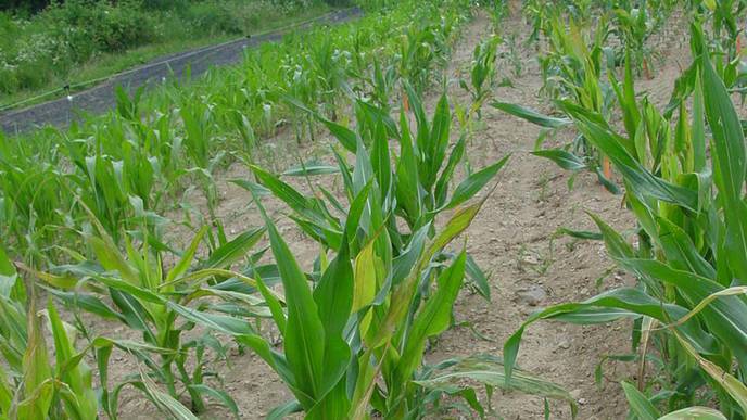 Antioxidants in Corn Line Could Aid Human IBD Protection & Therapy